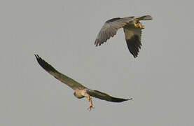 Black-winged Kite