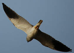 Black-winged Kite