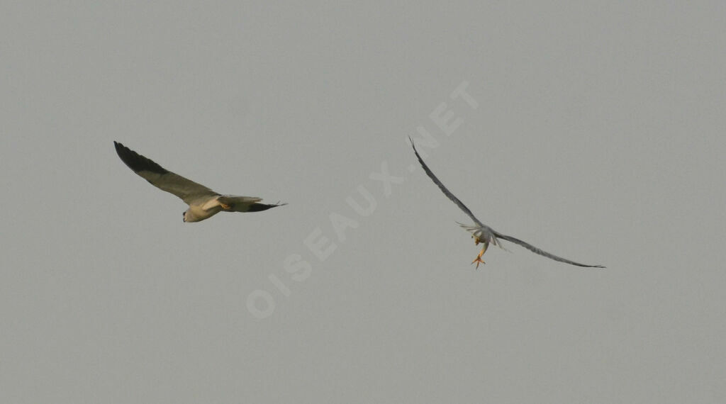 Black-winged Kiteadult, courting display