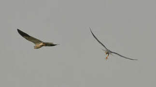 Black-winged Kite