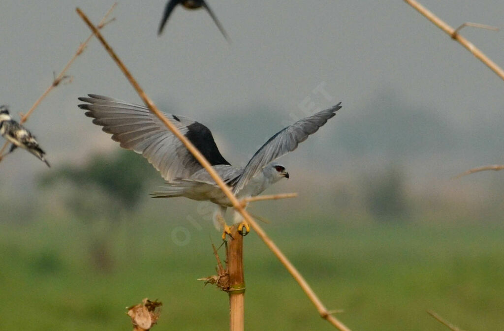 Black-winged Kiteadult, identification