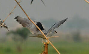 Black-winged Kite