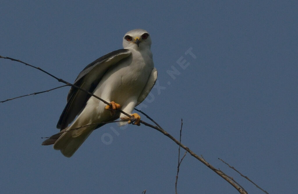 Black-winged Kiteadult, identification