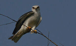 Black-winged Kite