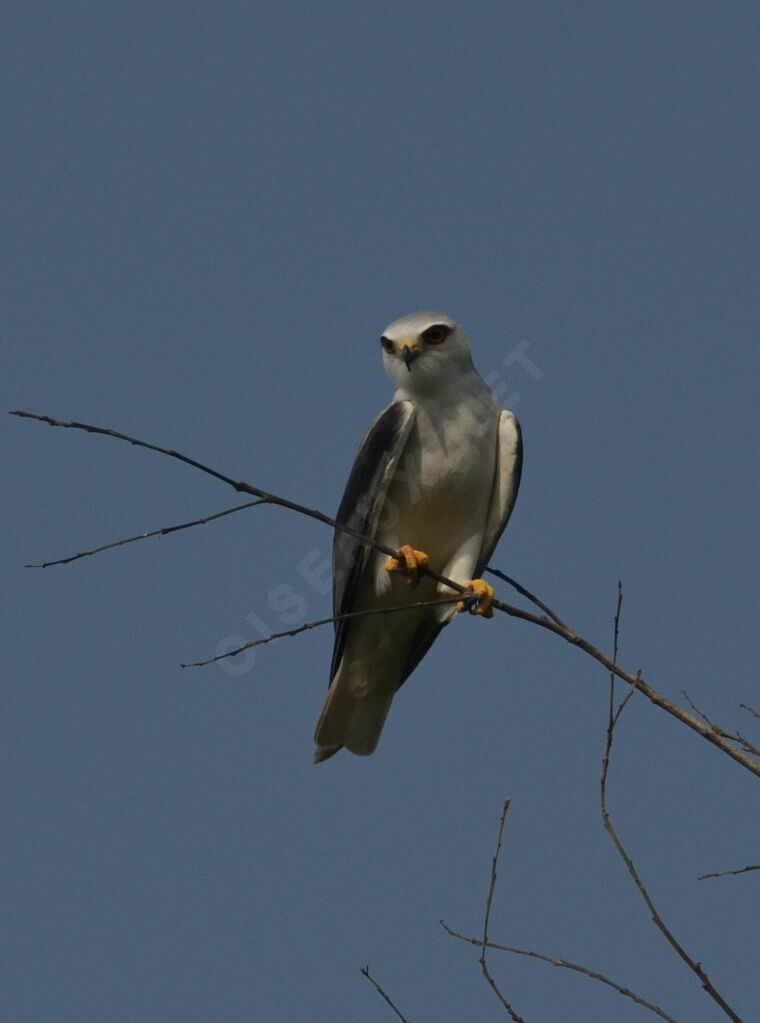 Black-winged Kiteadult, identification