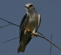 Black-winged Kite