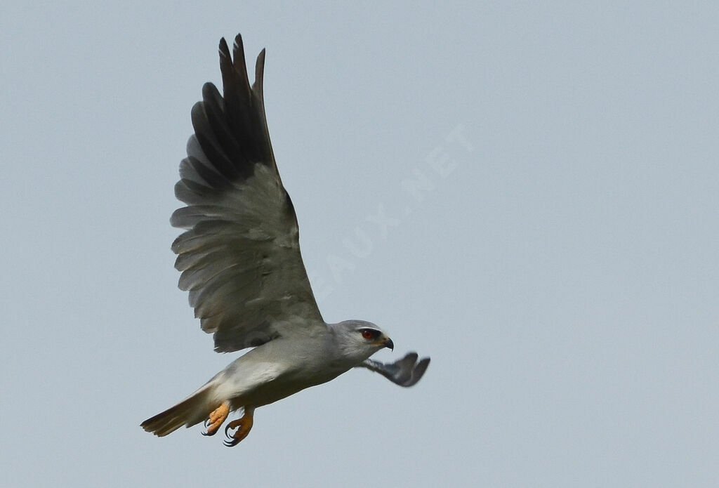 Black-winged Kiteadult, identification