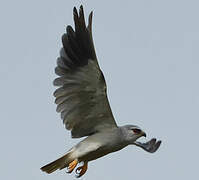 Black-winged Kite