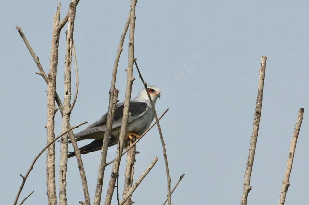 Black-winged Kiteadult