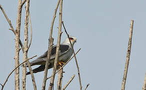 Black-winged Kite