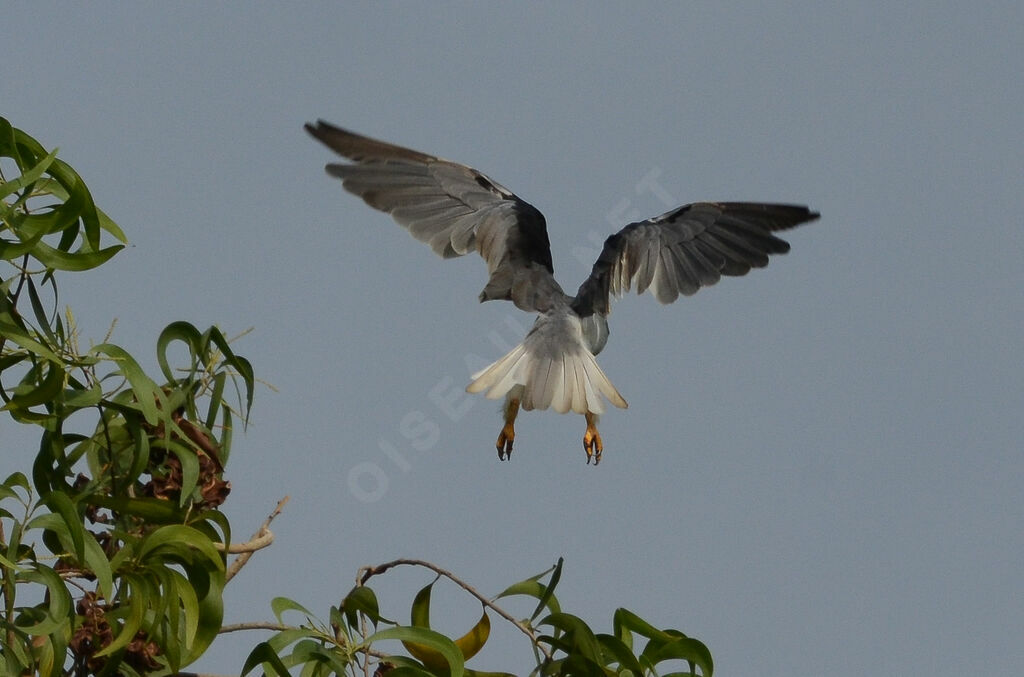 Black-winged Kiteadult, Flight