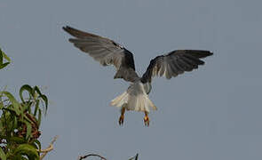 Black-winged Kite