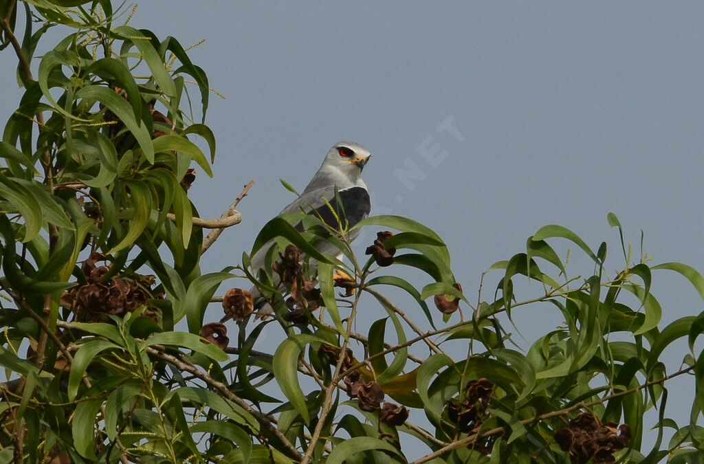 Black-winged Kite