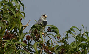 Black-winged Kite