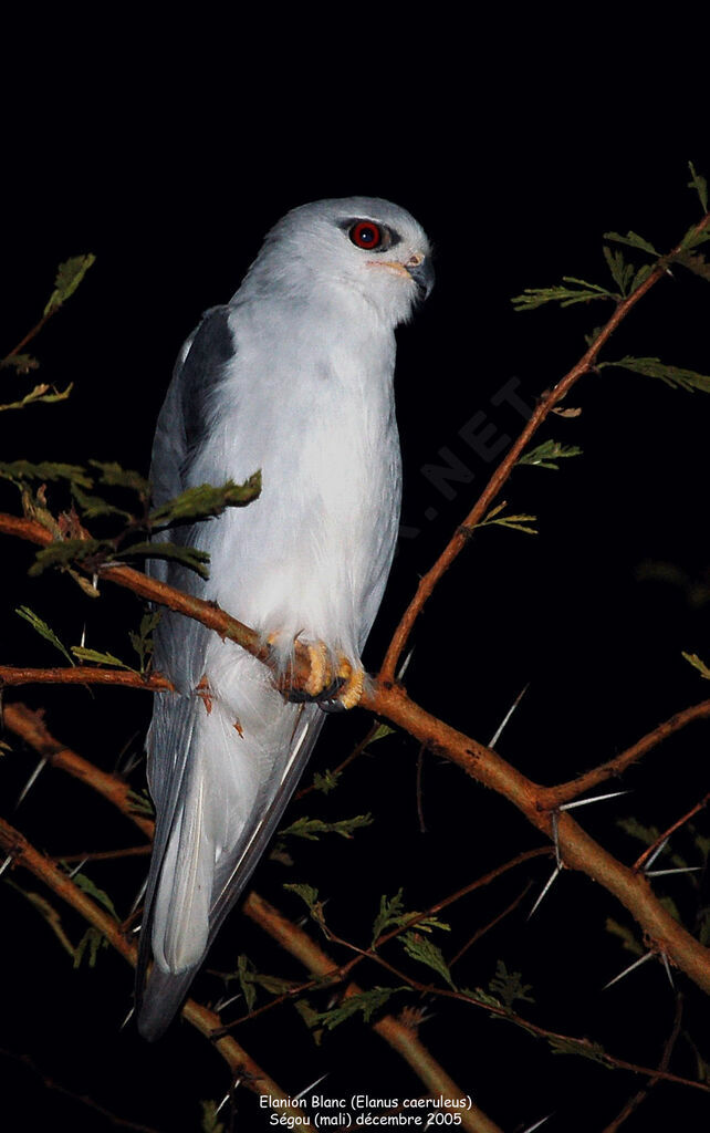 Black-winged Kite