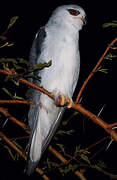 Black-winged Kite