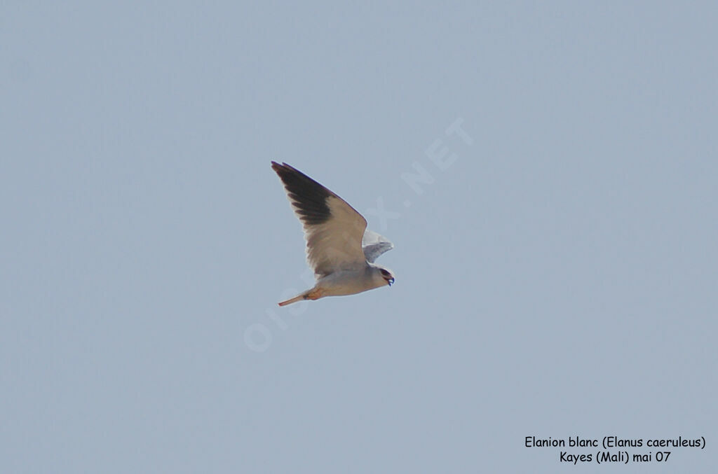 Black-winged Kiteadult