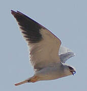 Black-winged Kite