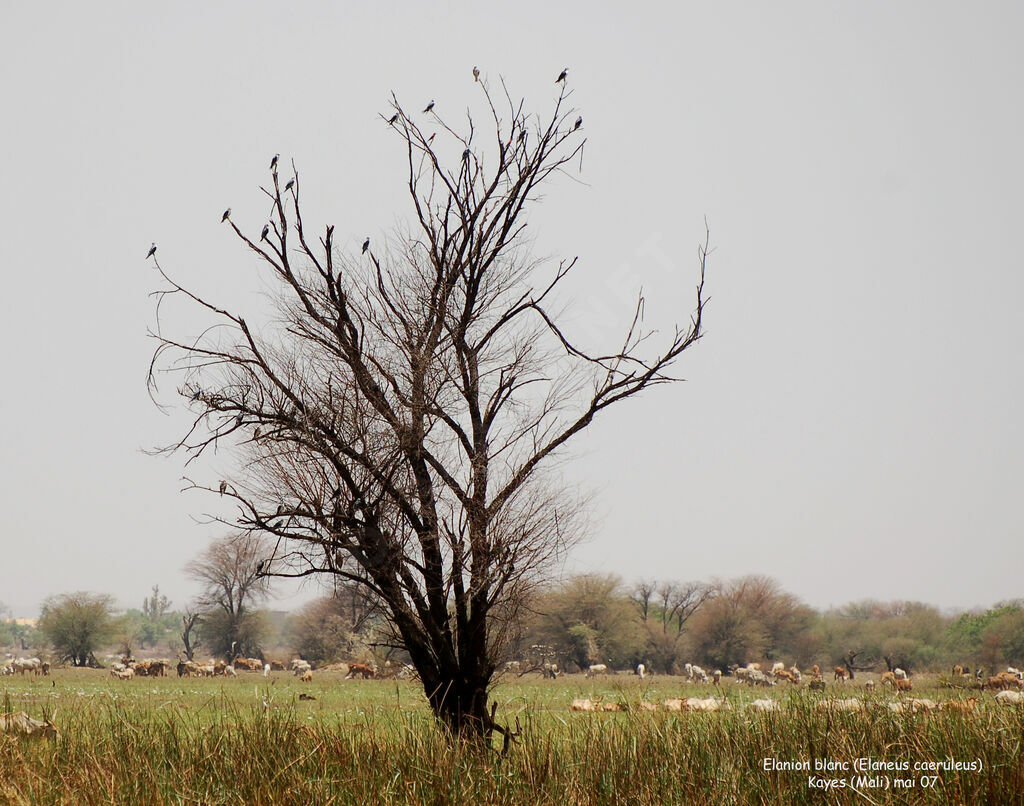 Black-winged Kite