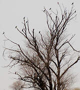 Black-winged Kite