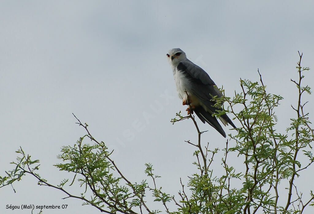 Black-winged Kiteadult