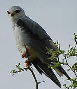 Black-winged Kite