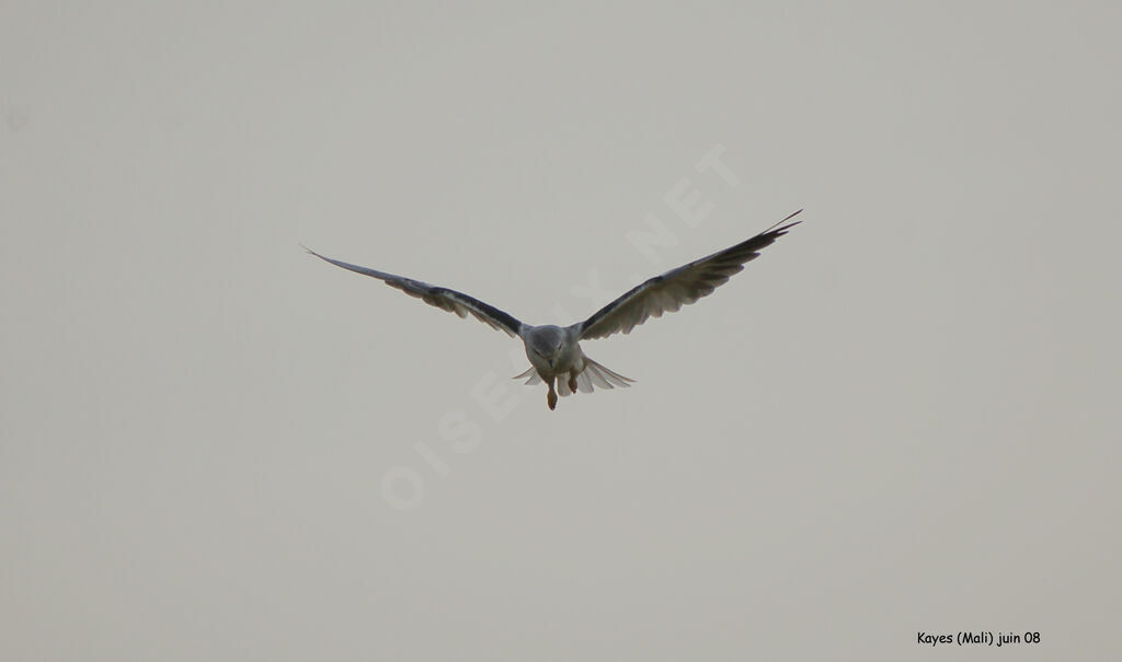 Black-winged Kite