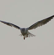 Black-winged Kite