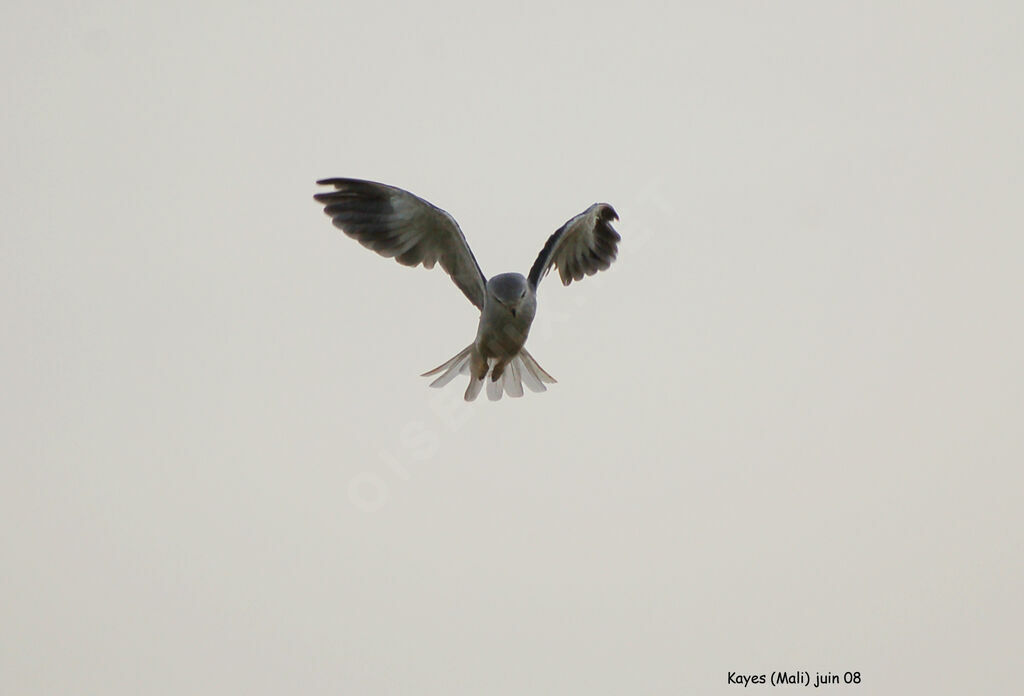 Black-winged Kite