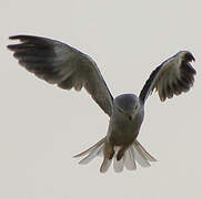 Black-winged Kite