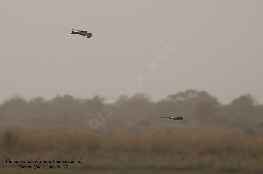 Scissor-tailed Kite