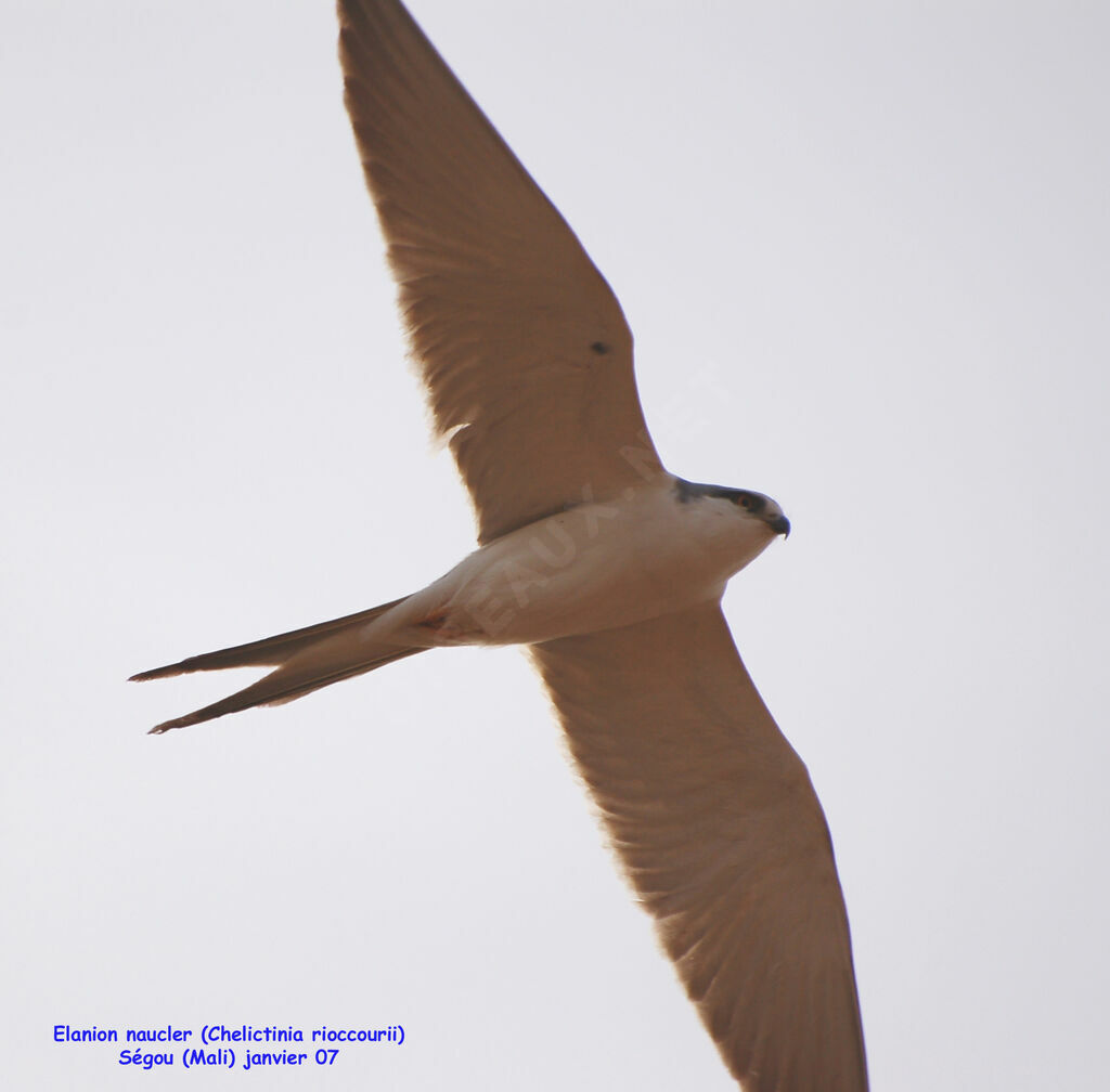 Scissor-tailed Kite