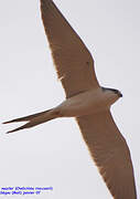 Scissor-tailed Kite