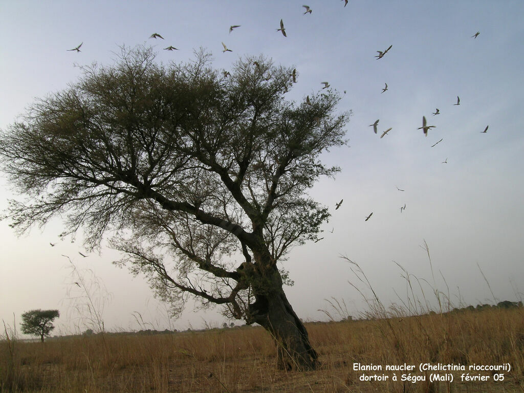 Scissor-tailed Kite