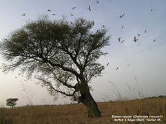 Scissor-tailed Kite