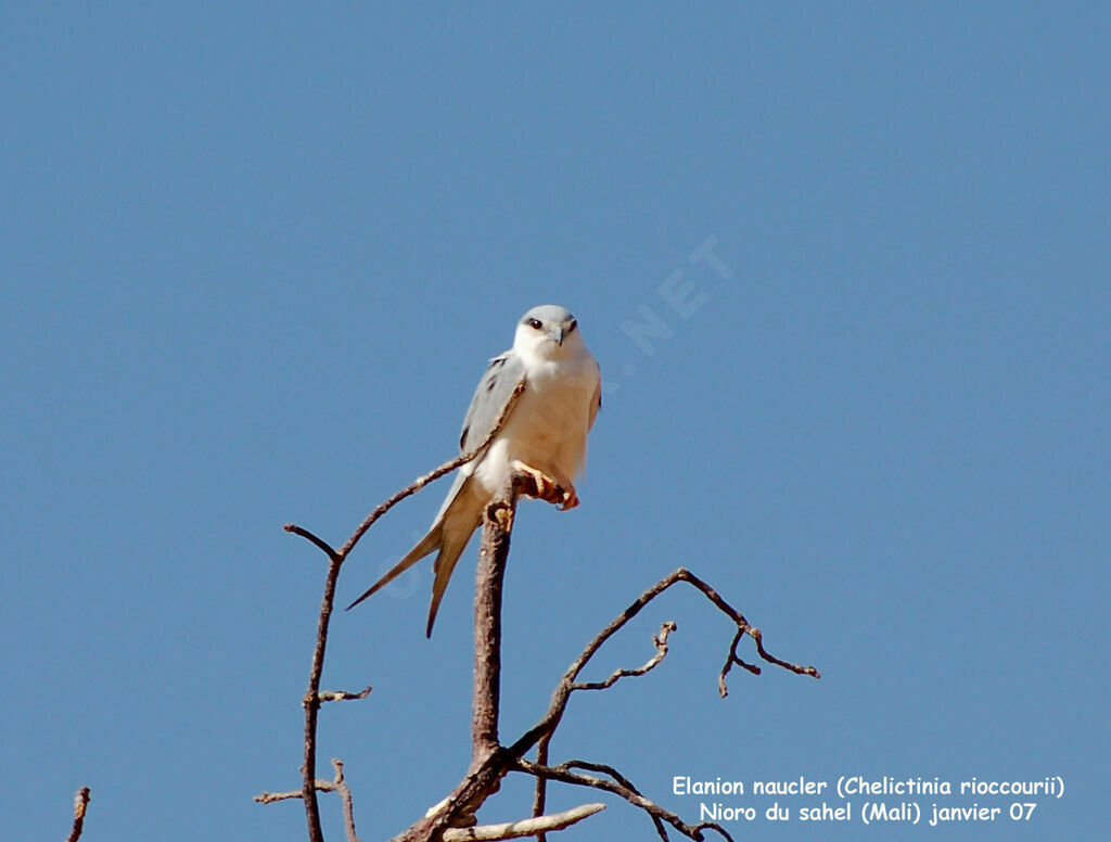 Scissor-tailed Kite