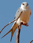 Scissor-tailed Kite