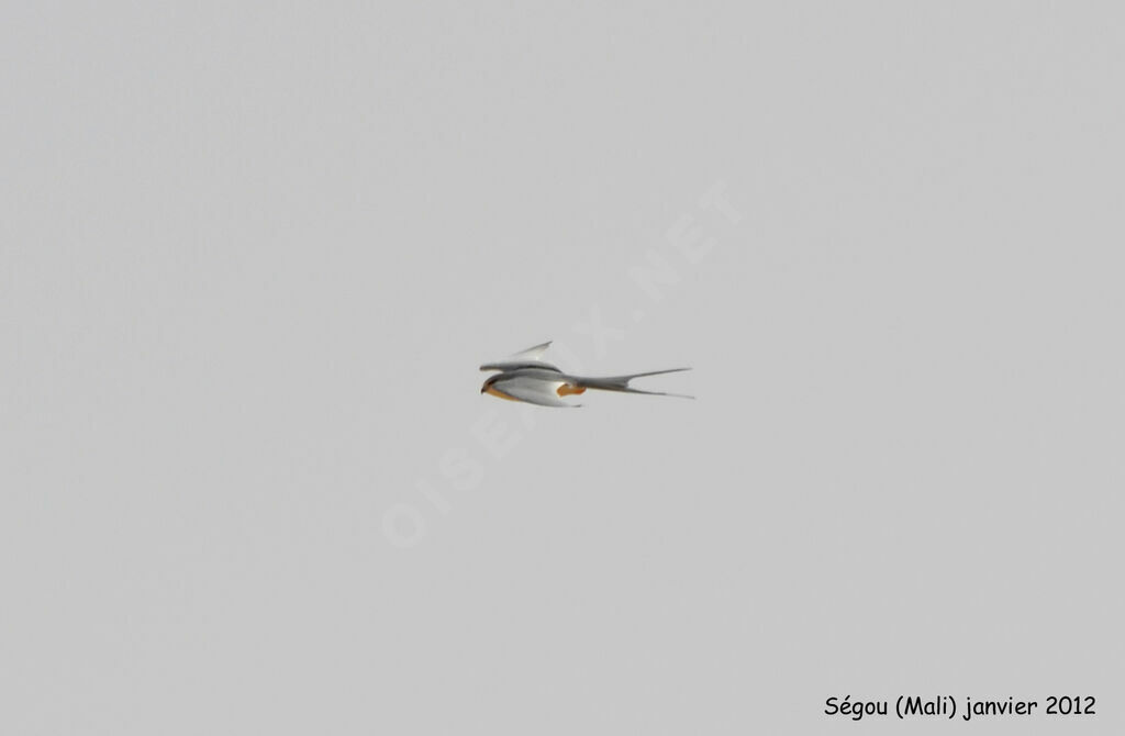 Scissor-tailed Kite, Flight