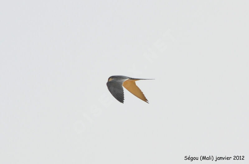 Scissor-tailed Kite, Flight