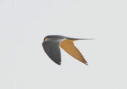 Scissor-tailed Kite