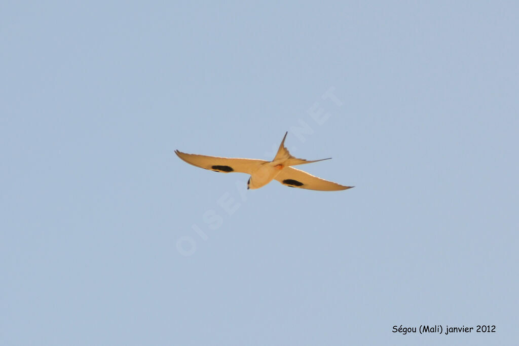 Scissor-tailed Kite, Flight