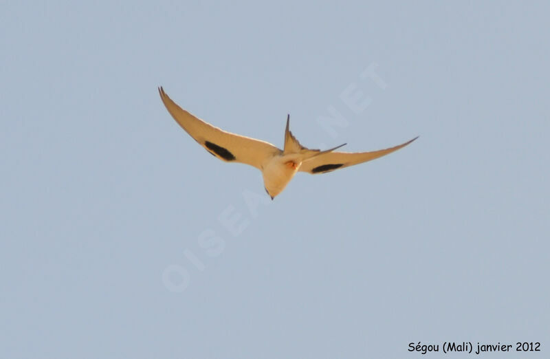 Scissor-tailed Kite, Flight