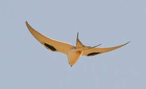 Scissor-tailed Kite