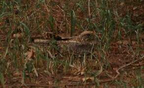 Standard-winged Nightjar