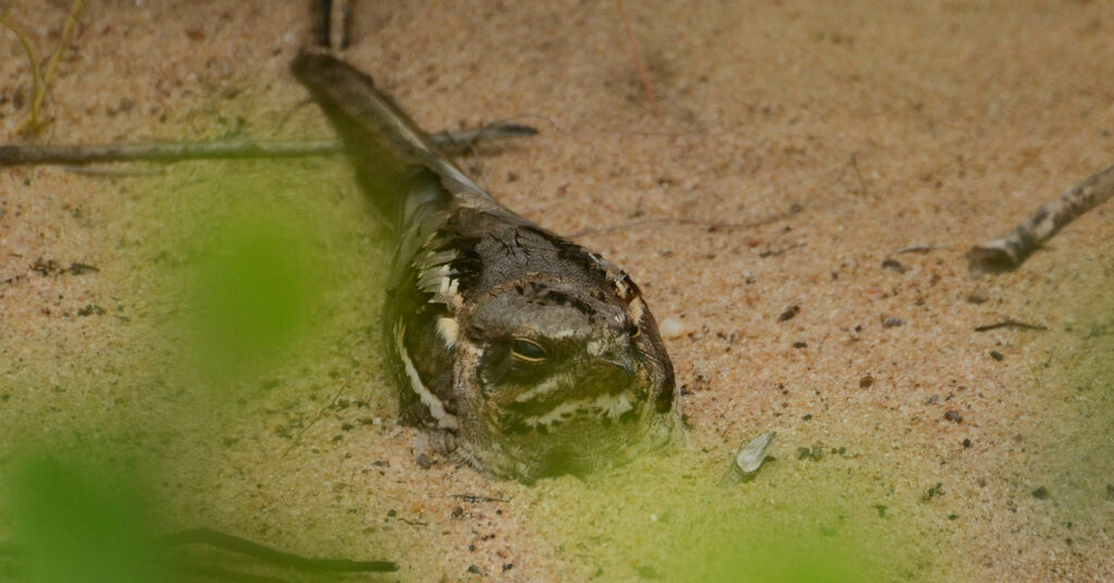 Long-tailed Nightjaradult