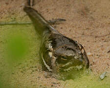 Long-tailed Nightjar