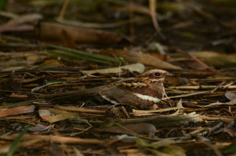 Long-tailed Nightjaradult, identification