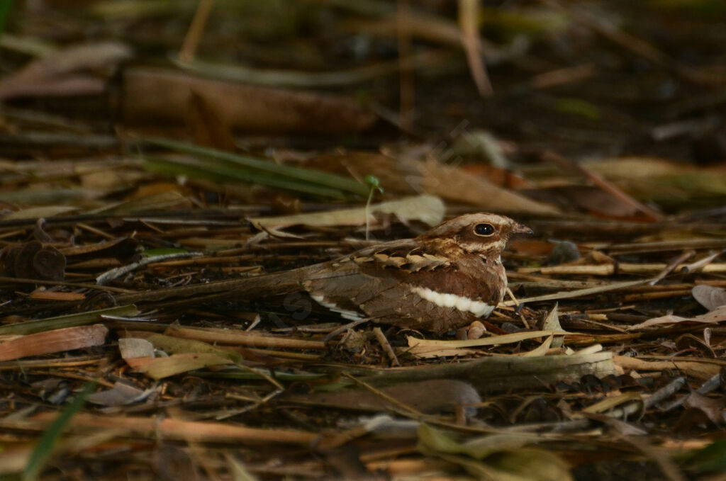 Long-tailed Nightjaradult, identification