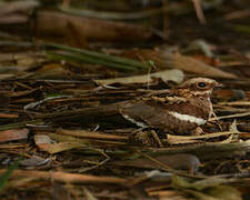 Long-tailed Nightjar