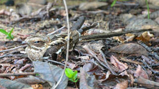 Long-tailed Nightjar